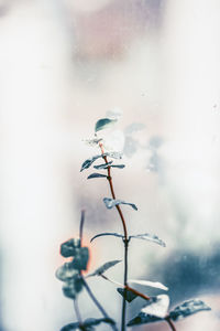 Close-up of wet plant during rainy season