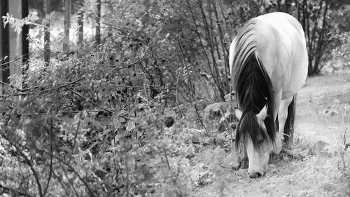 Rear view of woman standing on field