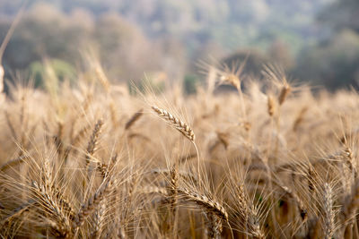 Close-up of stalks in field