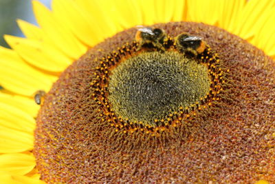 Close-up of honey bee on sunflower
