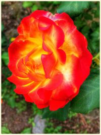 Close-up of red rose