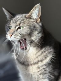 Close-up of cat
