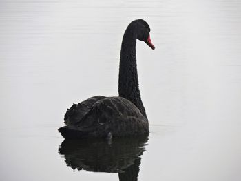 Black swan swimming in lake