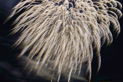 Low angle view of firework display at night