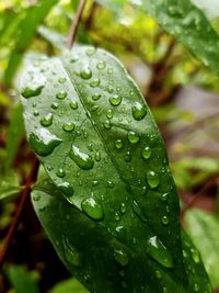 Close-up of raindrops on leaf
