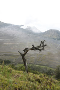 Driftwood on field against sky