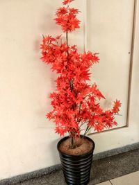Close-up of potted plant