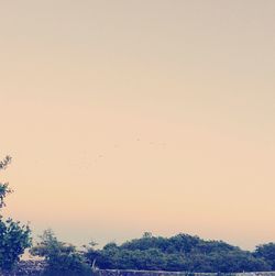 Low angle view of trees against clear sky