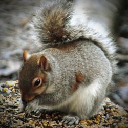 Close-up of squirrel eating outdoors