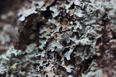 Close-up of mushroom growing on tree trunk