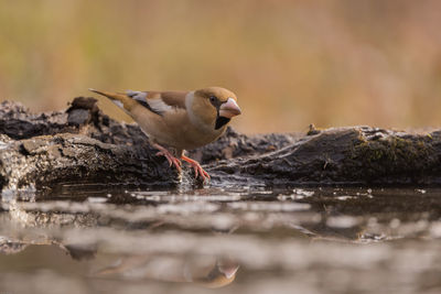 Close-up of bird perching on a lake