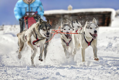 Sled dogs running on snow