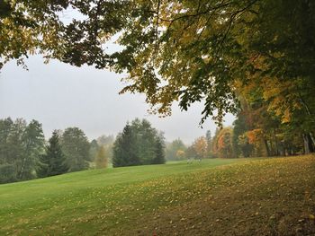 Scenic view of grassy field