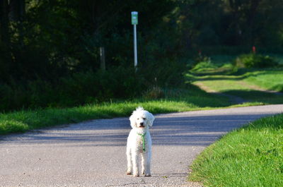 Portrait of dog on road