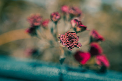 Close-up of flower blooming outdoors