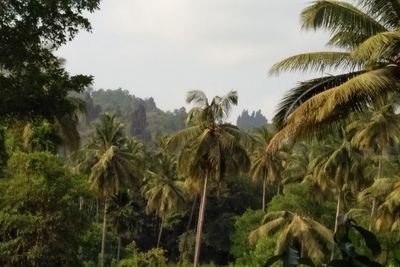 Panoramic view of palm trees on landscape against sky