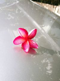 High angle view of pink water lily