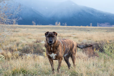 Portrait of horse standing on field