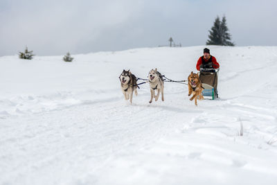 View of dog on snow covered land