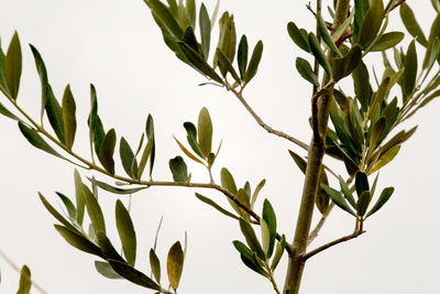 Close-up of fresh plant against clear sky