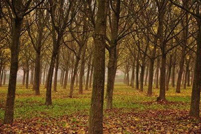 Trees in forest during autumn