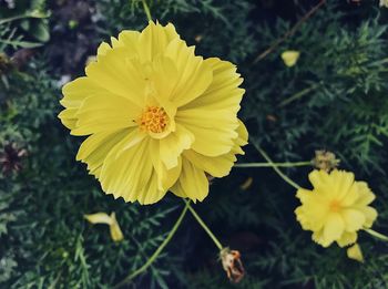 Close-up of yellow flowering plant