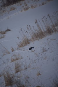 High angle view of bird on snow covered land