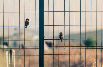 View of birds on window