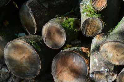 Close-up of logs in forest