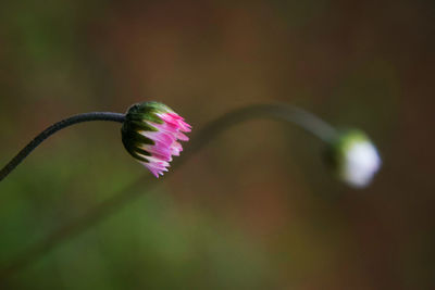 Close-up of purple flowering plant