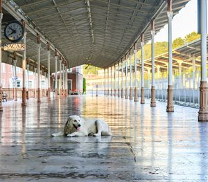 View of a dog in the water