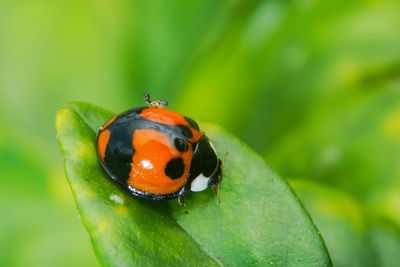 Close-up of ladybug on leaf