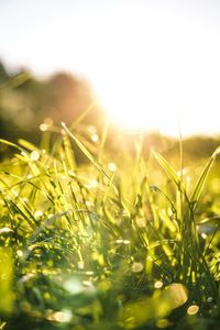 Close-up of crop growing on field against bright sun
