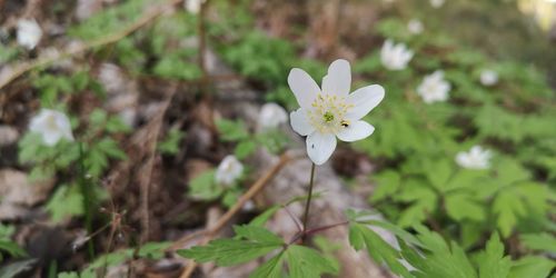 Close-up of white flowering plant