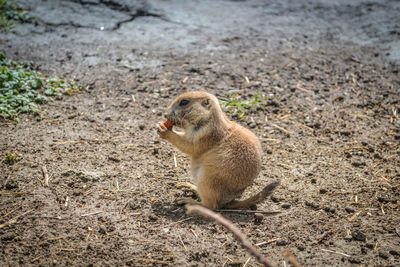 Rodent on field