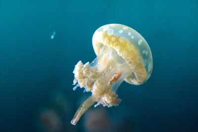 Close-up of jellyfish swimming in sea