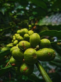 Close-up of fruit growing on tree