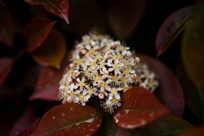 Close-up of flowers