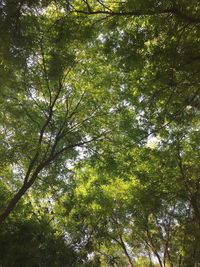 Low angle view of trees