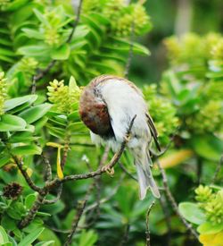 Close-up of bird perching on tree