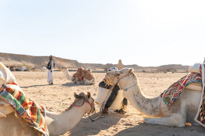 Camels on desert against clear sky