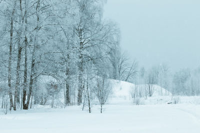 Bare trees on snow covered land