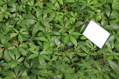 leaf