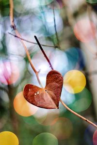 Close-up of fruits growing on tree