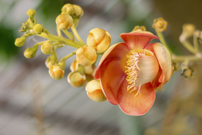 Close-up of flowering plant