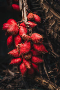 Close-up of strawberries on tree