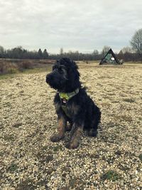 Dog sitting on field against sky