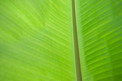 Full frame shot of palm leaf