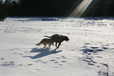 Dog on field during winter