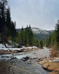 Scenic view of river amidst trees against sky